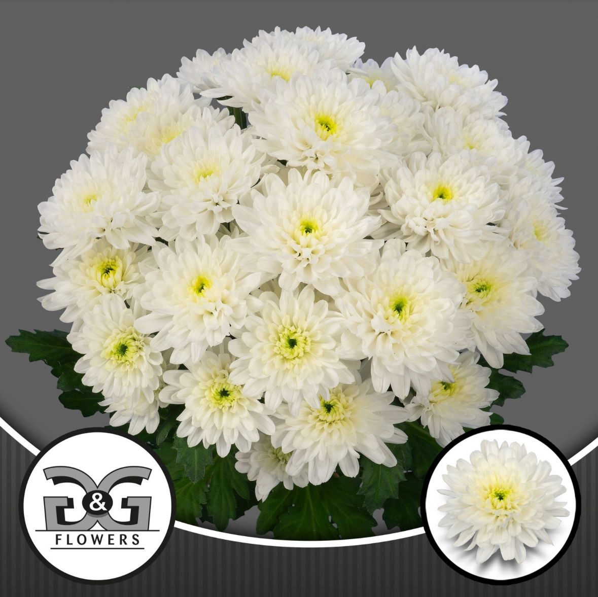 Fresh flowers direct from Dutch growers