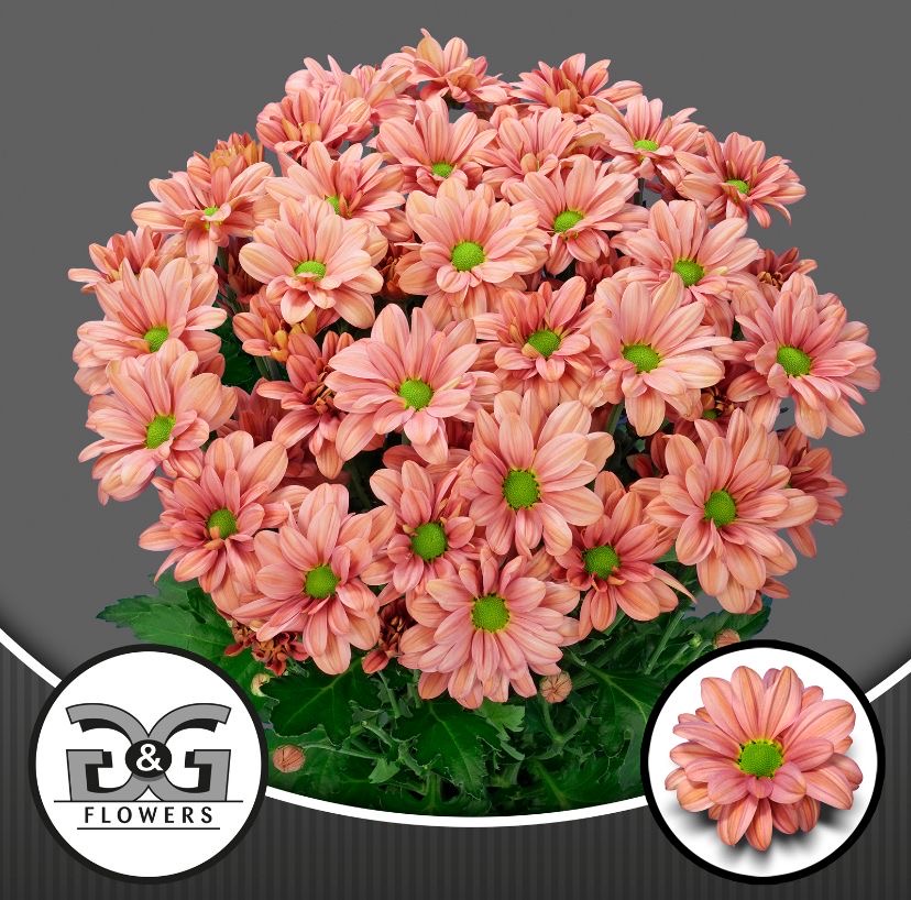Quality chrysanthemums from our partner growers