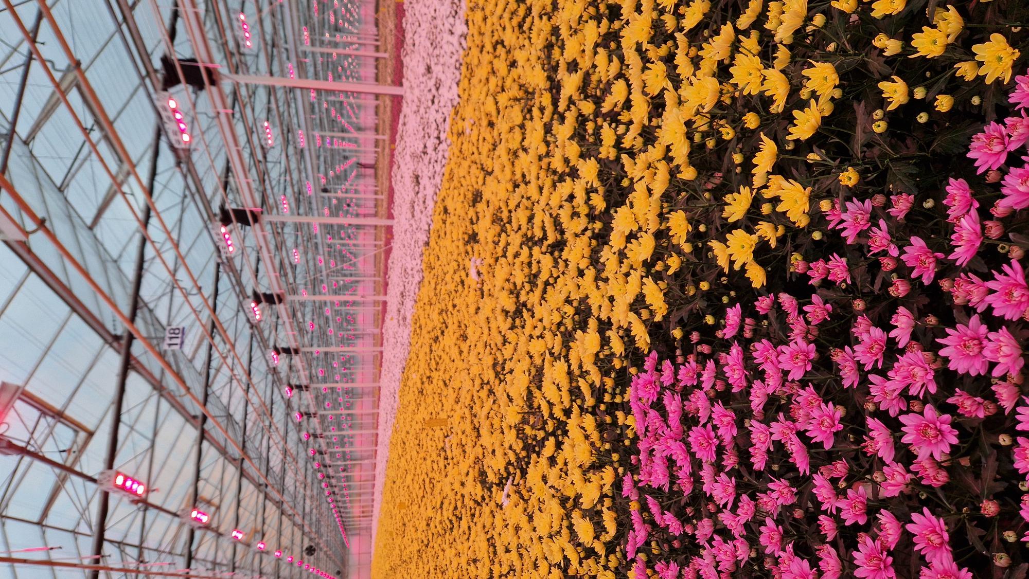 Fresh flower bouquets for export