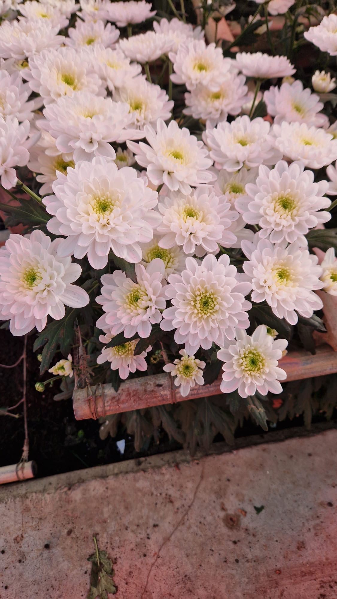 Beautiful fresh flower arrangements